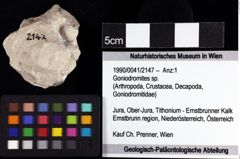 Foto (Objket + Etiketten) von Goniodromites sp. 